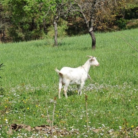 Muğla Karabörtlen’de Satılık Arsa ve Bungalovlar