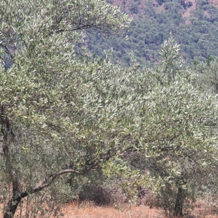 Köyceğiz’de Satılık İmarlı Arsa