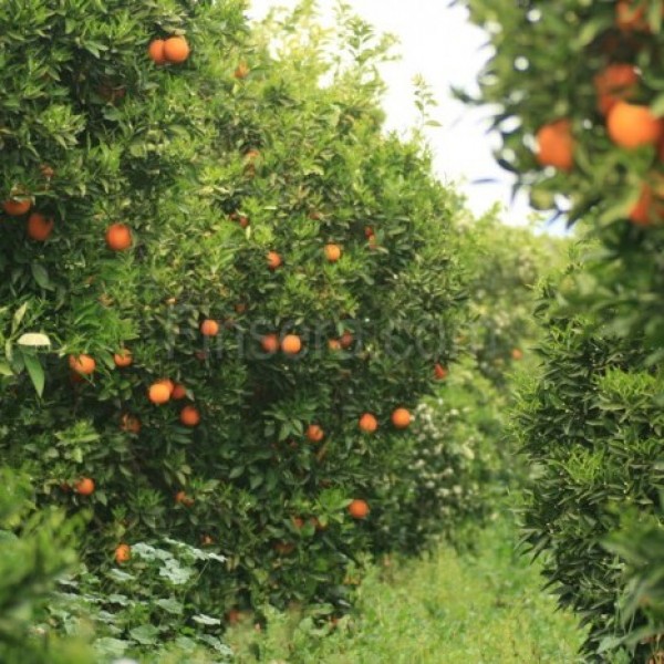 Köyceğiz Satılık Tarla, Bahçe